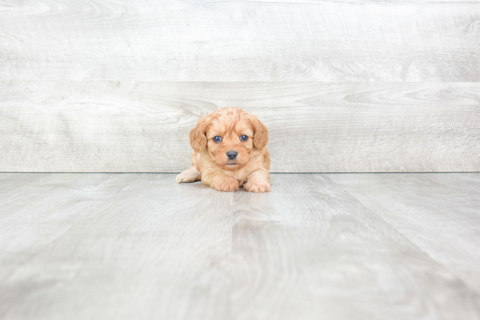 Hypoallergenic Cavoodle Poodle Mix Puppy