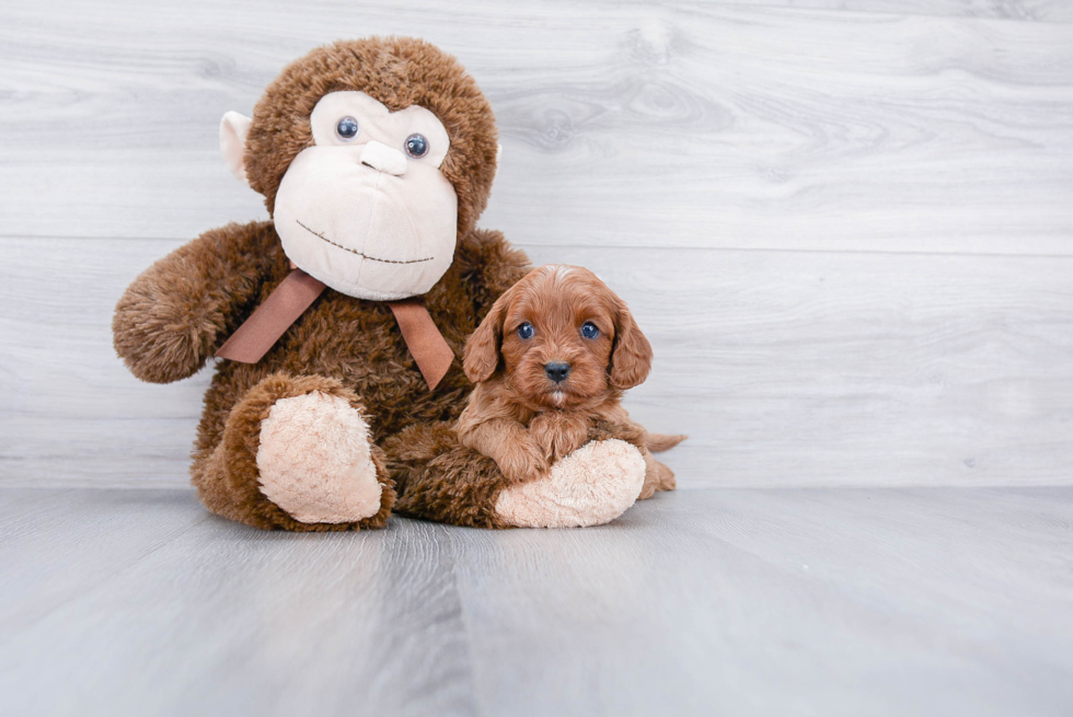 Cavapoo Pup Being Cute