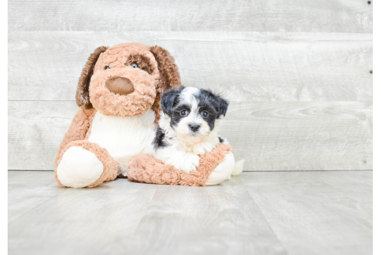 Hypoallergenic Havanese Baby