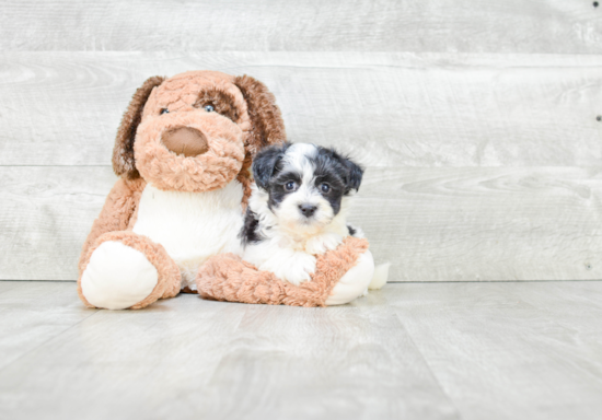 Hypoallergenic Havanese Baby