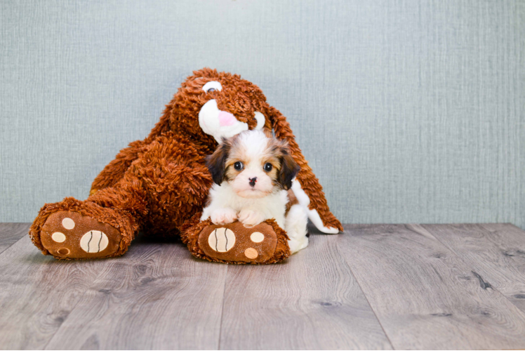 Little Cavalier Designer Puppy