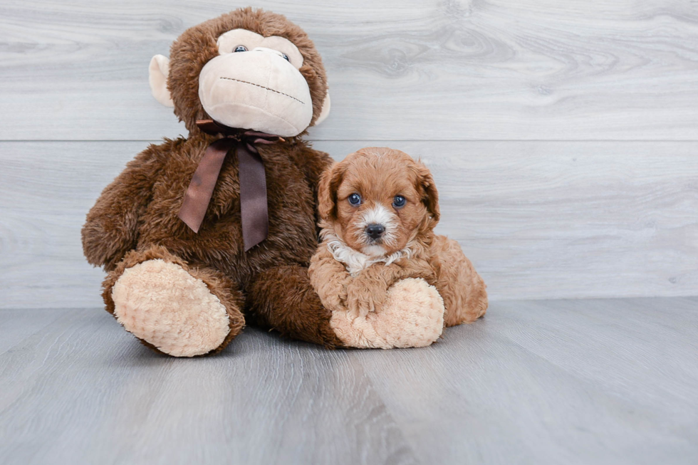 Cavapoo Puppy for Adoption