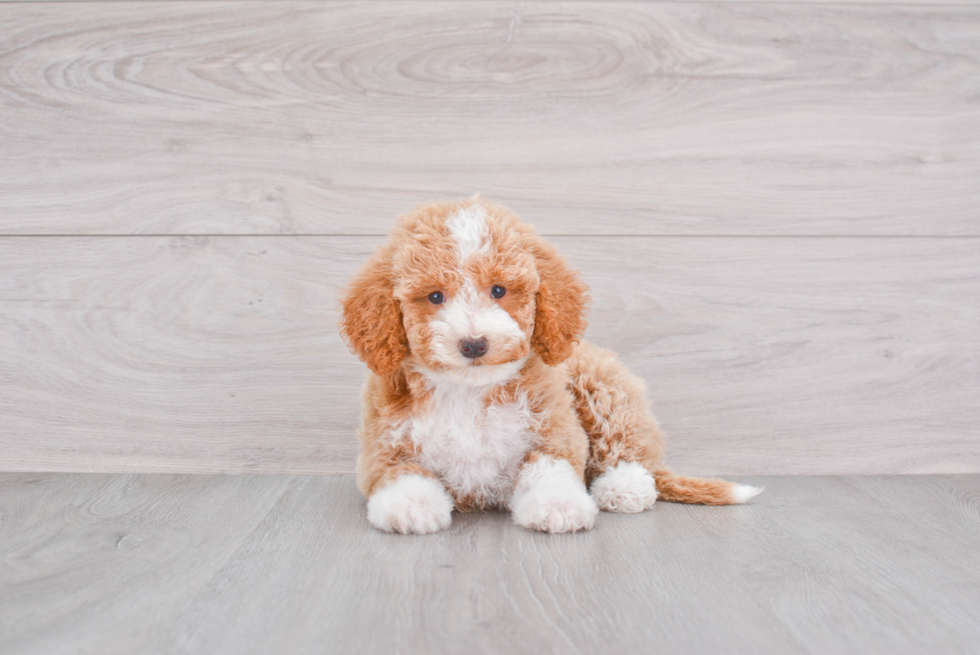 Best Mini Goldendoodle Baby