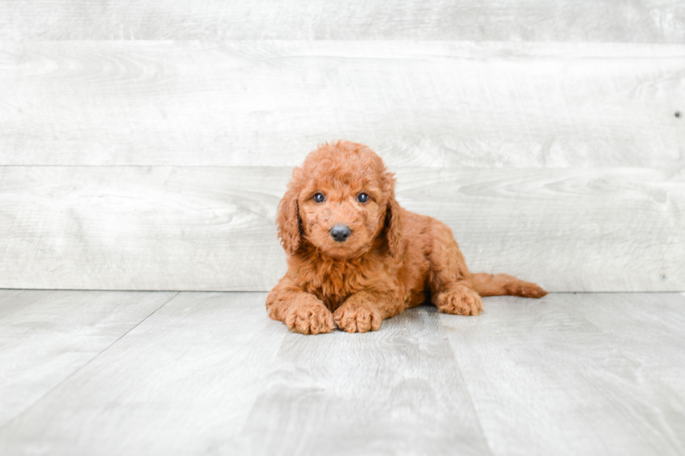 Mini Goldendoodle Puppy for Adoption