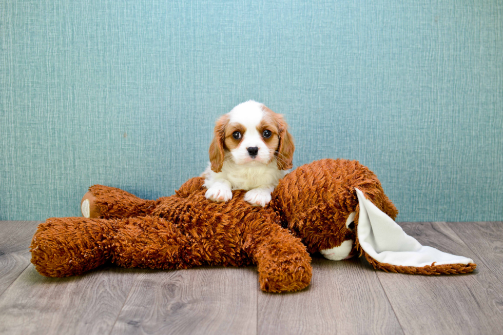 Hypoallergenic Cavalier King Charles Spaniel Baby