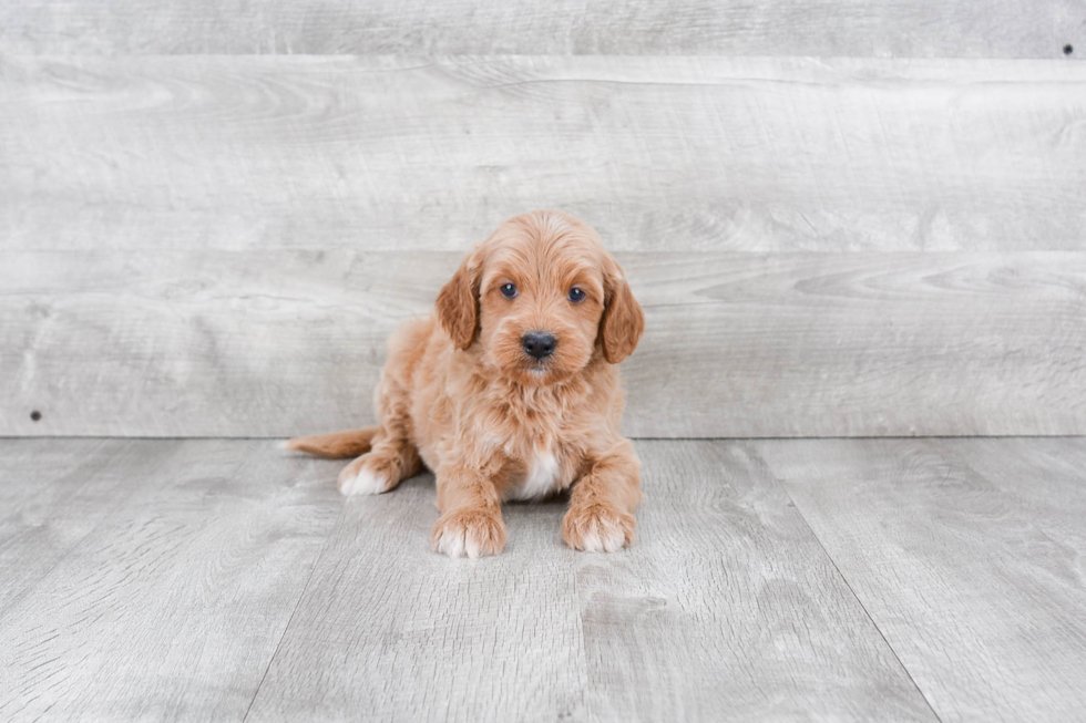 Small Mini Goldendoodle Baby