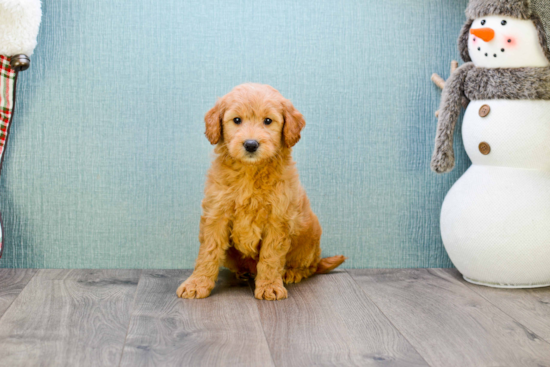 Friendly Mini Goldendoodle Baby