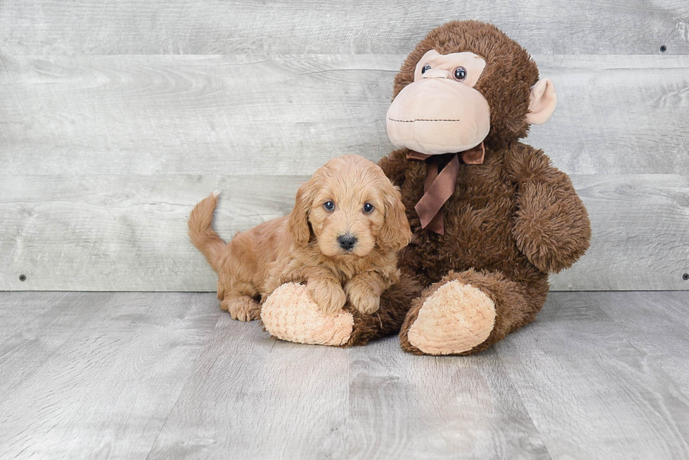 Best Mini Goldendoodle Baby