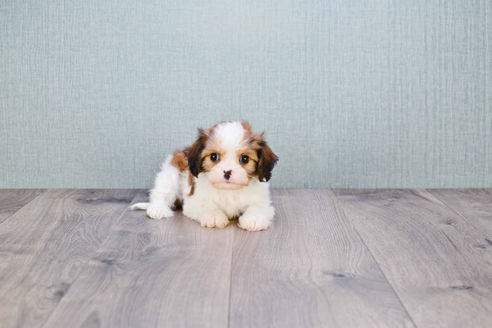 Cavachon Pup Being Cute