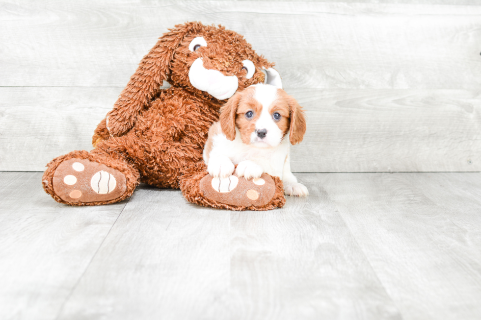 Small Cavalier King Charles Spaniel Purebred Pup