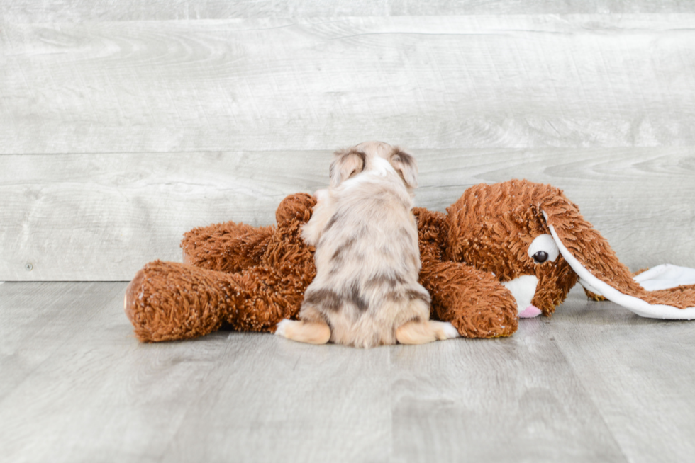 Hypoallergenic Aussiepoo Poodle Mix Puppy