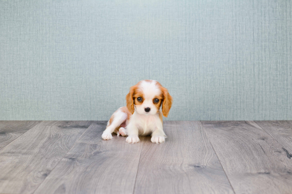 Energetic Cavalier King Charles Spaniel Purebred Puppy