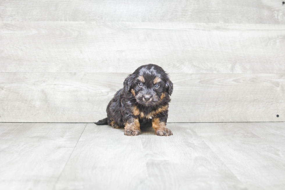 Mini Bernedoodle Pup Being Cute