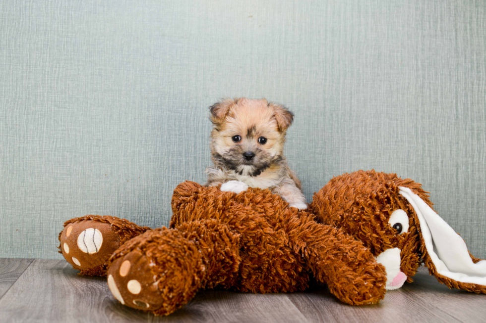 Hypoallergenic Yorkie Designer Puppy