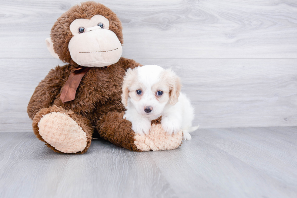 Cavachon Puppy for Adoption