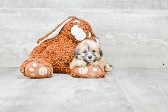 Popular Teddy Bear Designer Pup