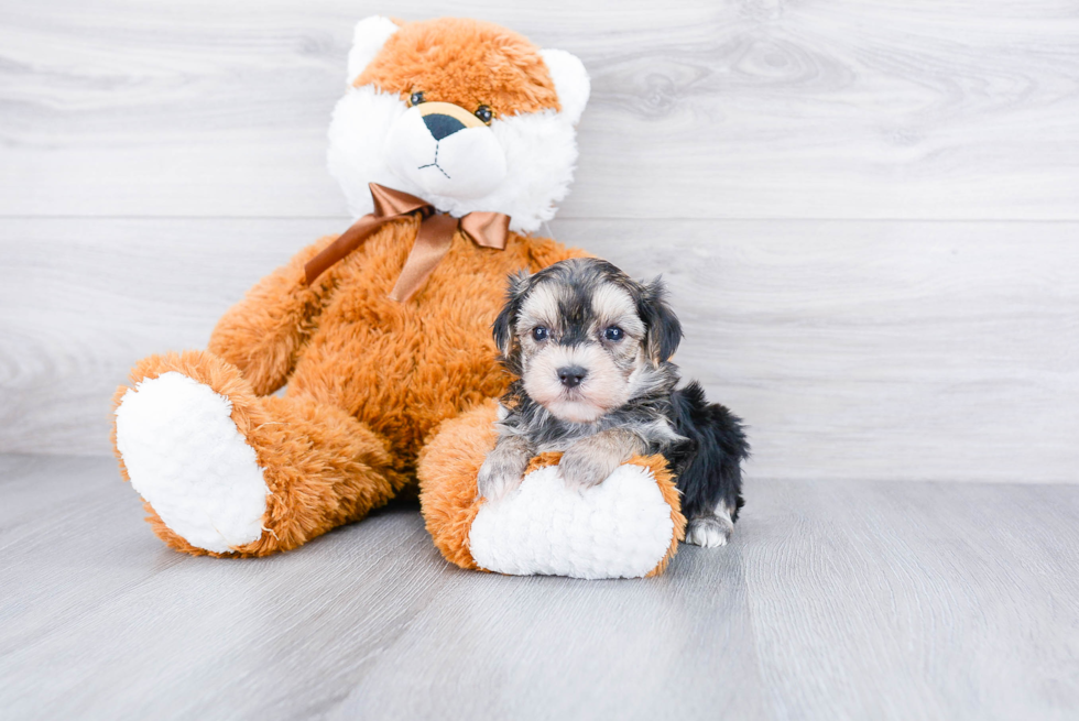 Small Morkie Baby