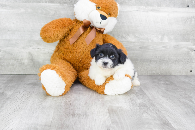 Playful Havanese Purebred Pup