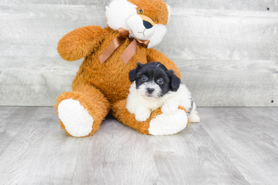 Playful Havanese Purebred Pup