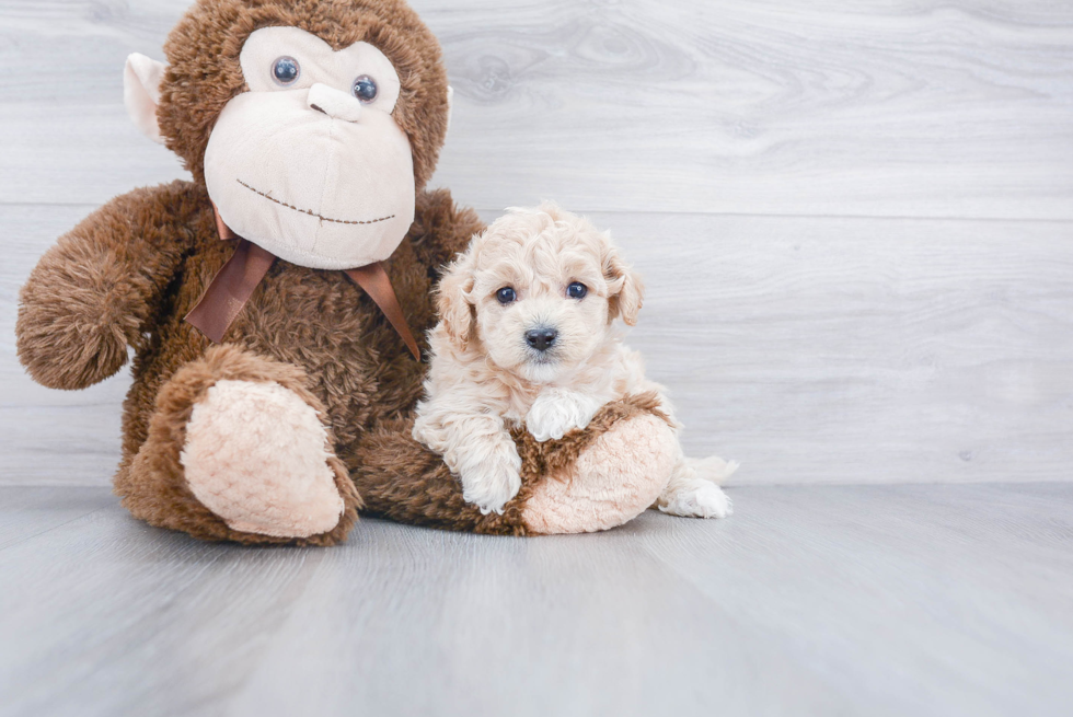 Adorable Bichpoo Poodle Mix Puppy