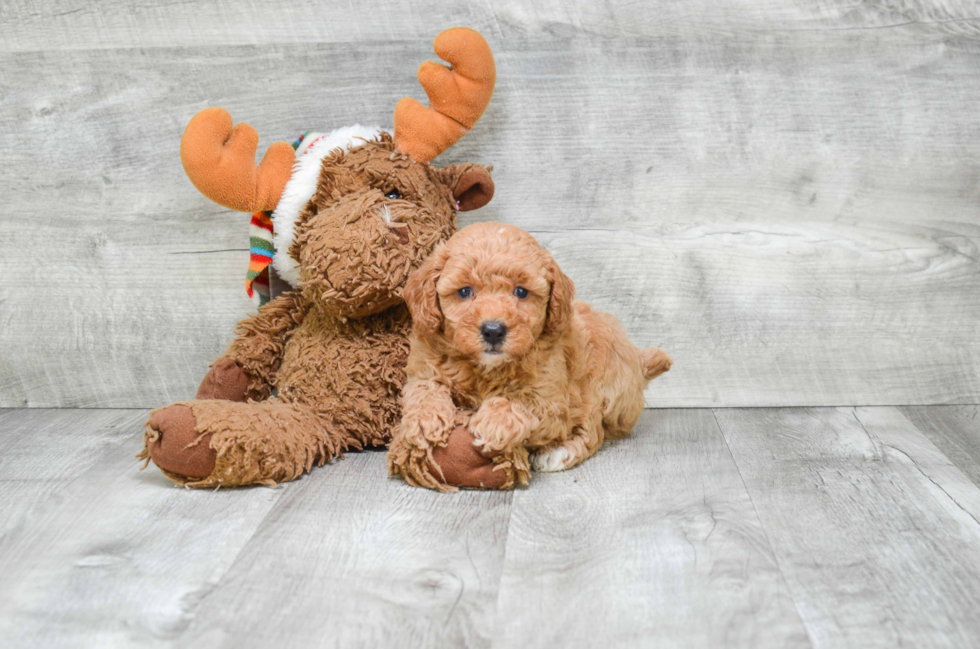 Best Cavapoo Baby