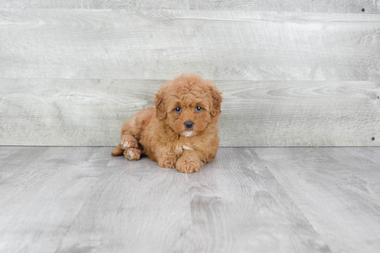 Smart Cavapoo Poodle Mix Pup