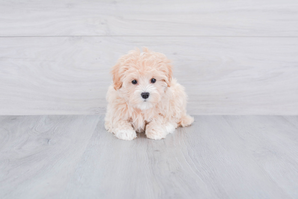 Maltipoo Pup Being Cute