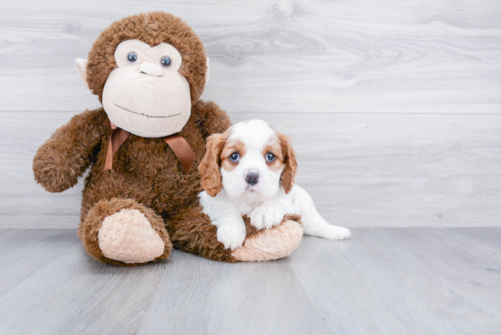 Friendly Cavalier King Charles Spaniel Baby