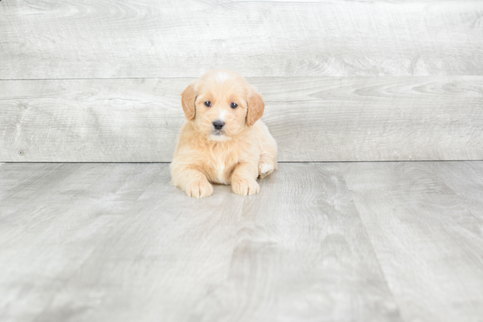 Mini Goldendoodle Pup Being Cute