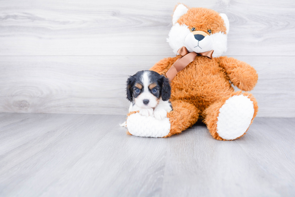 Best Cavalier King Charles Spaniel Baby