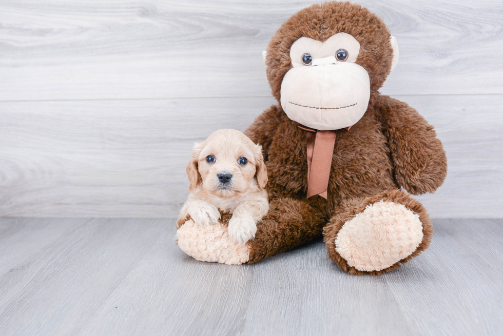 Cavachon Pup Being Cute