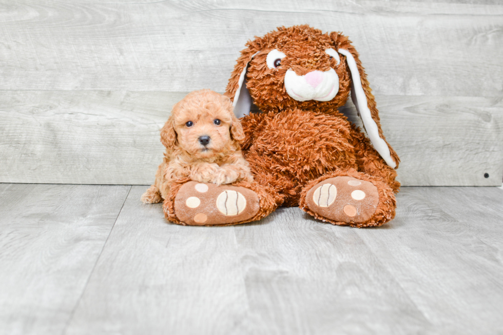 Poodle Pup Being Cute