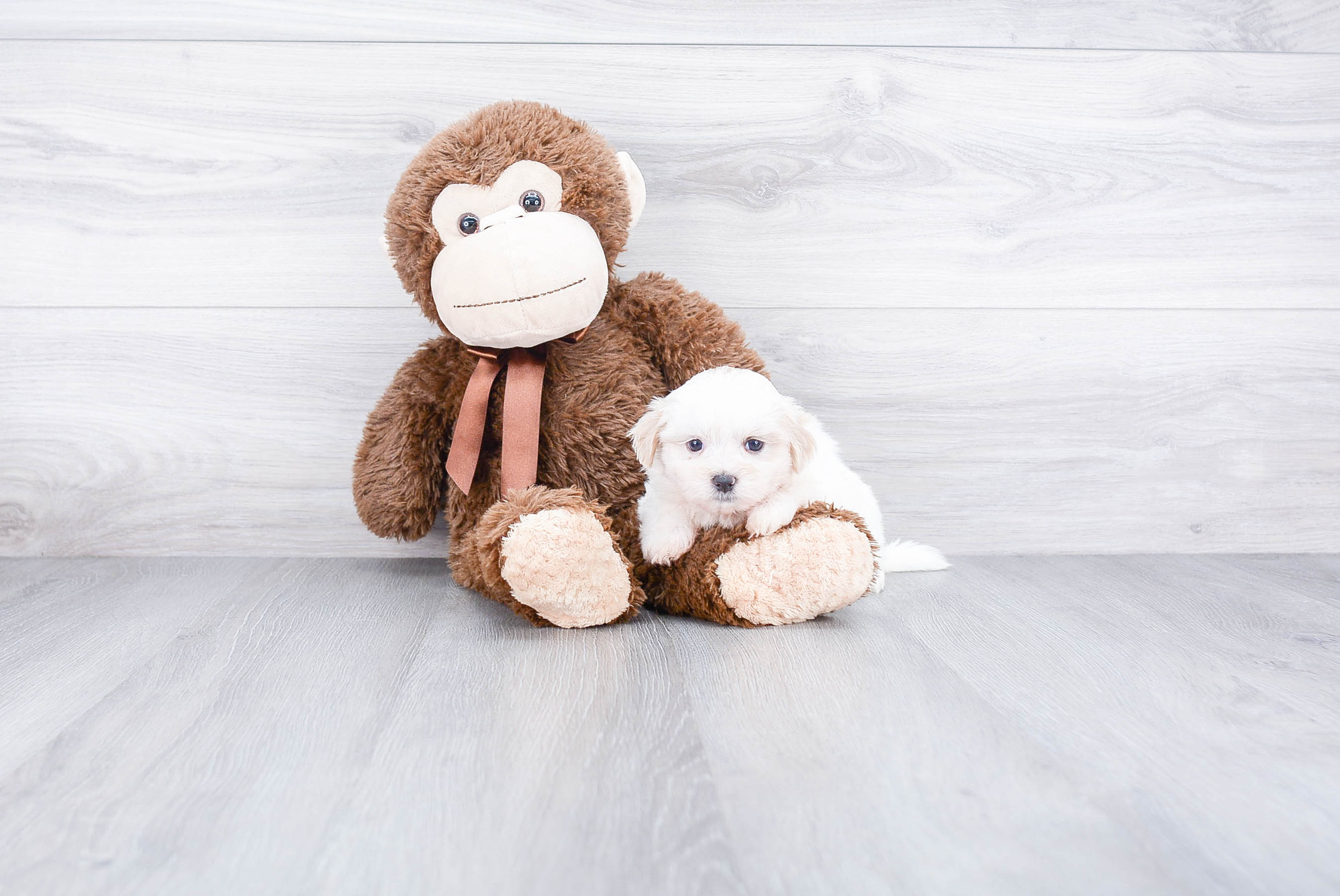 Teddy Bear Puppy for Adoption