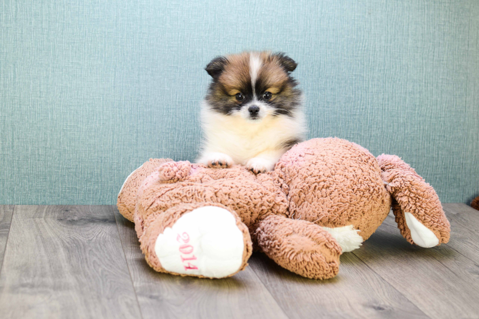 Pomeranian Pup Being Cute