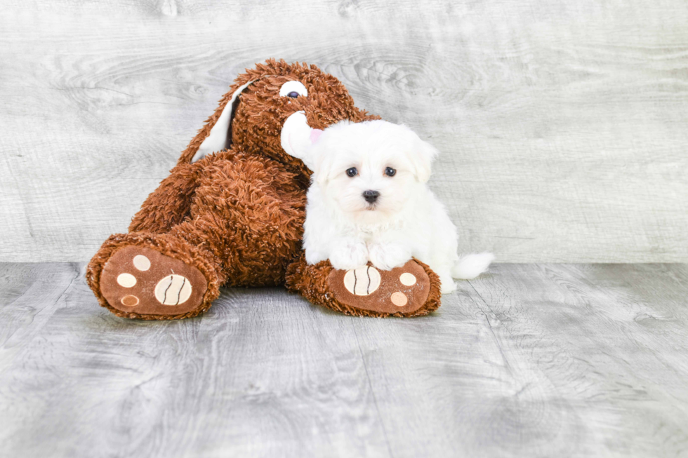 Akc Registered Maltese Baby