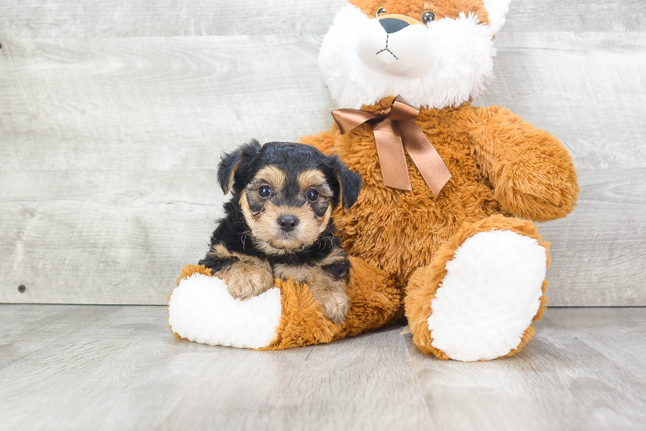 Smart Morkie Designer Pup