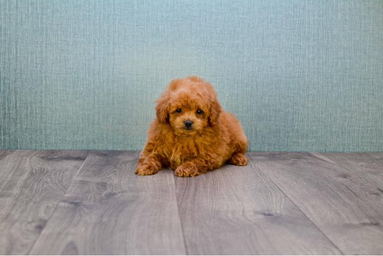 Petite Mini Goldendoodle Poodle Mix Pup