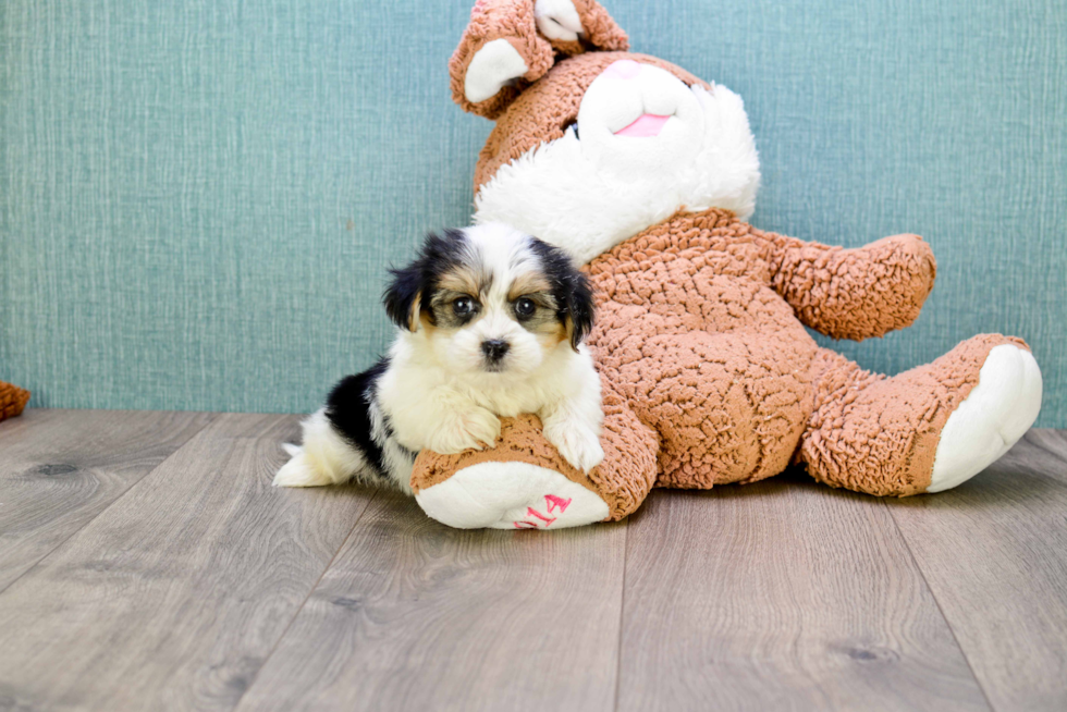 Hypoallergenic Yorkie Designer Puppy