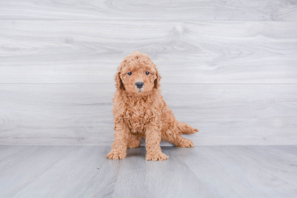 Mini Goldendoodle Pup Being Cute