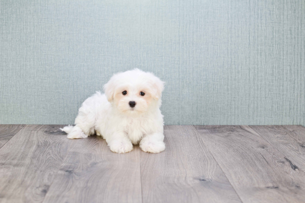 Maltipoo Pup Being Cute