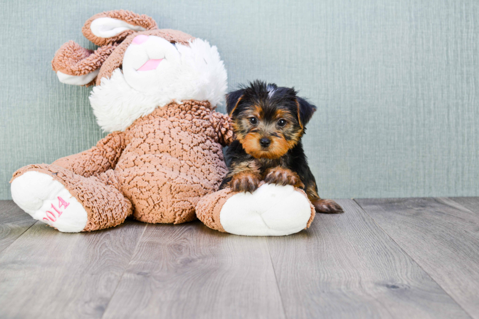 Meet Izzie - our Yorkshire Terrier Puppy Photo 