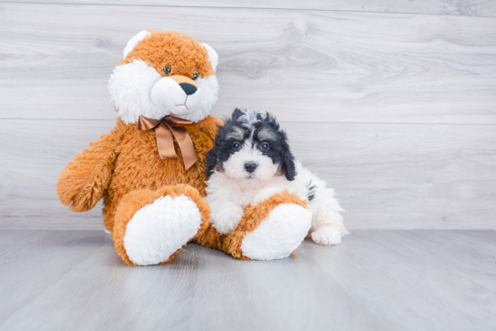 Mini Bernedoodle Pup Being Cute