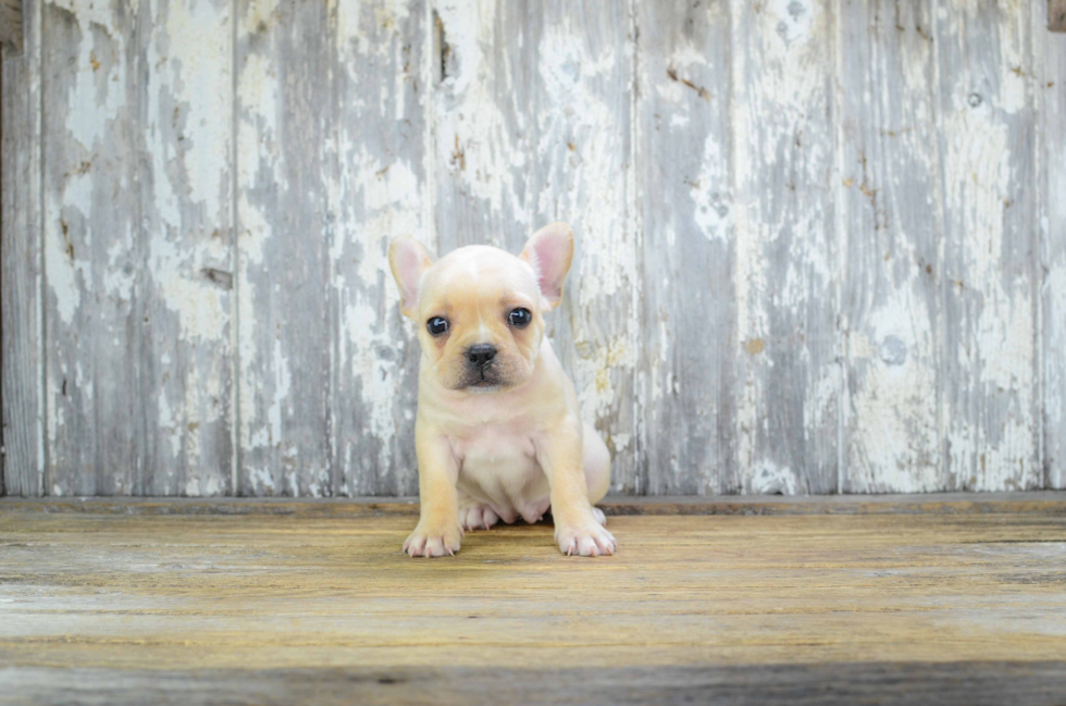 Friendly French Bulldog Purebred Pup