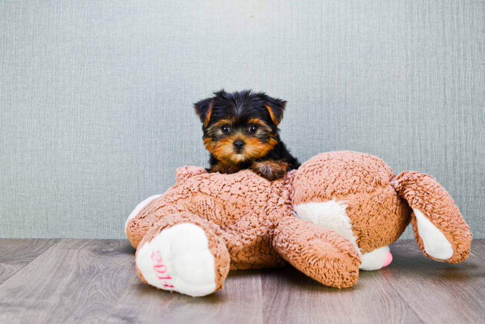 Meet Beckham - our Yorkshire Terrier Puppy Photo 