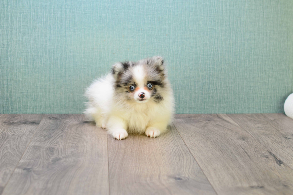 Pomeranian Pup Being Cute