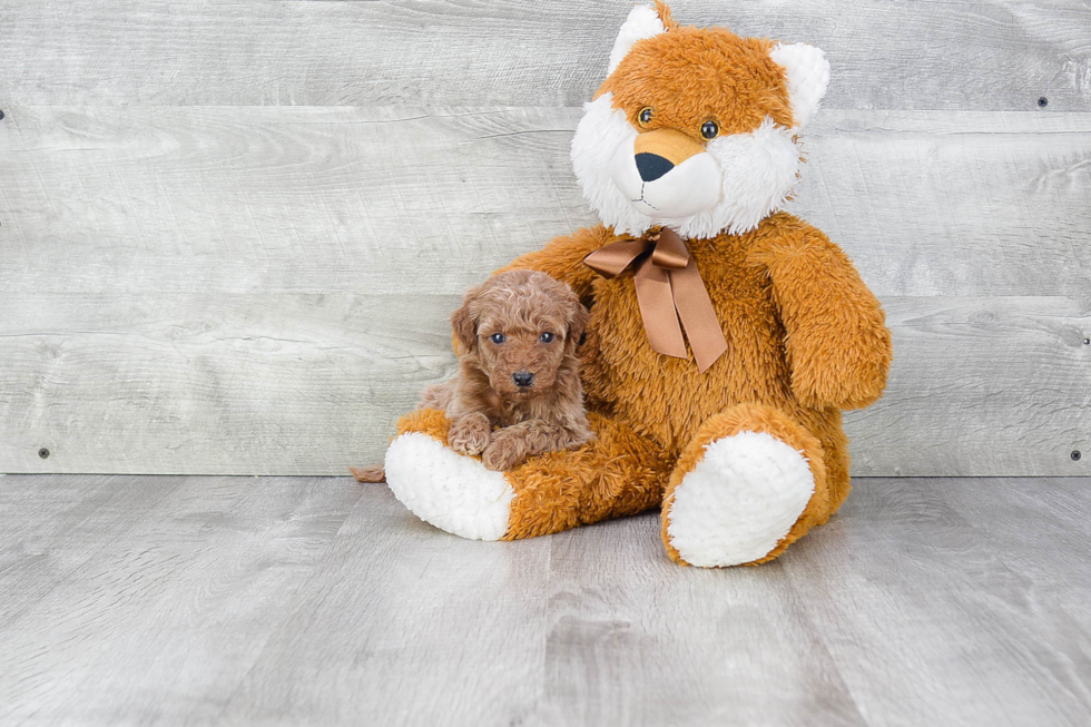 Mini Goldendoodle Pup Being Cute