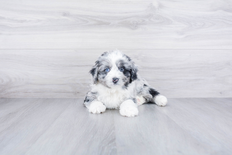 Best Mini Aussiedoodle Baby