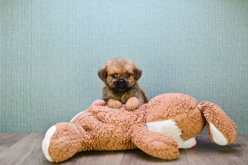 Cute Brussels Griffon Mix Puppy