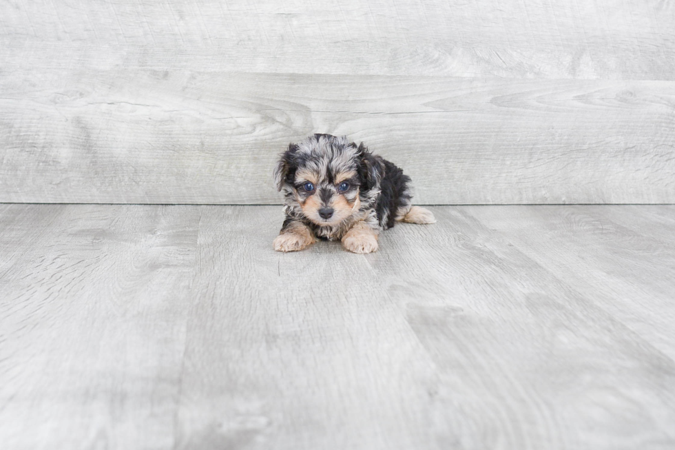 Mini Aussiedoodle Puppy for Adoption