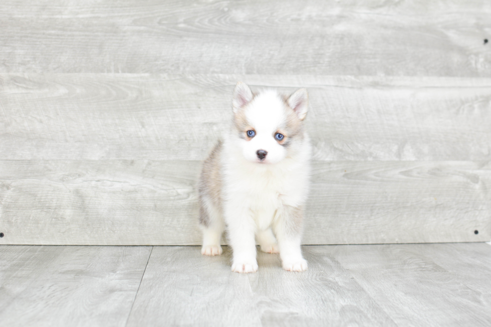 Pomsky Pup Being Cute